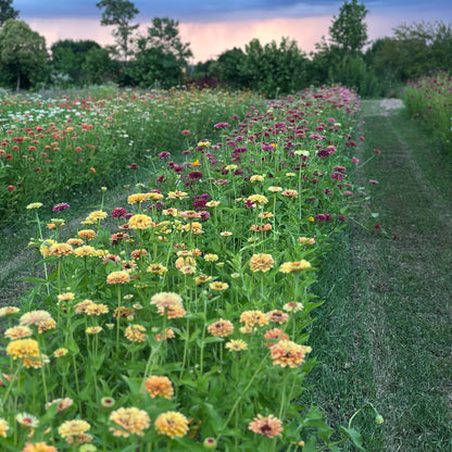 CORSO ONLINE  Zinnie e Cosmos : dalla semina al fiore