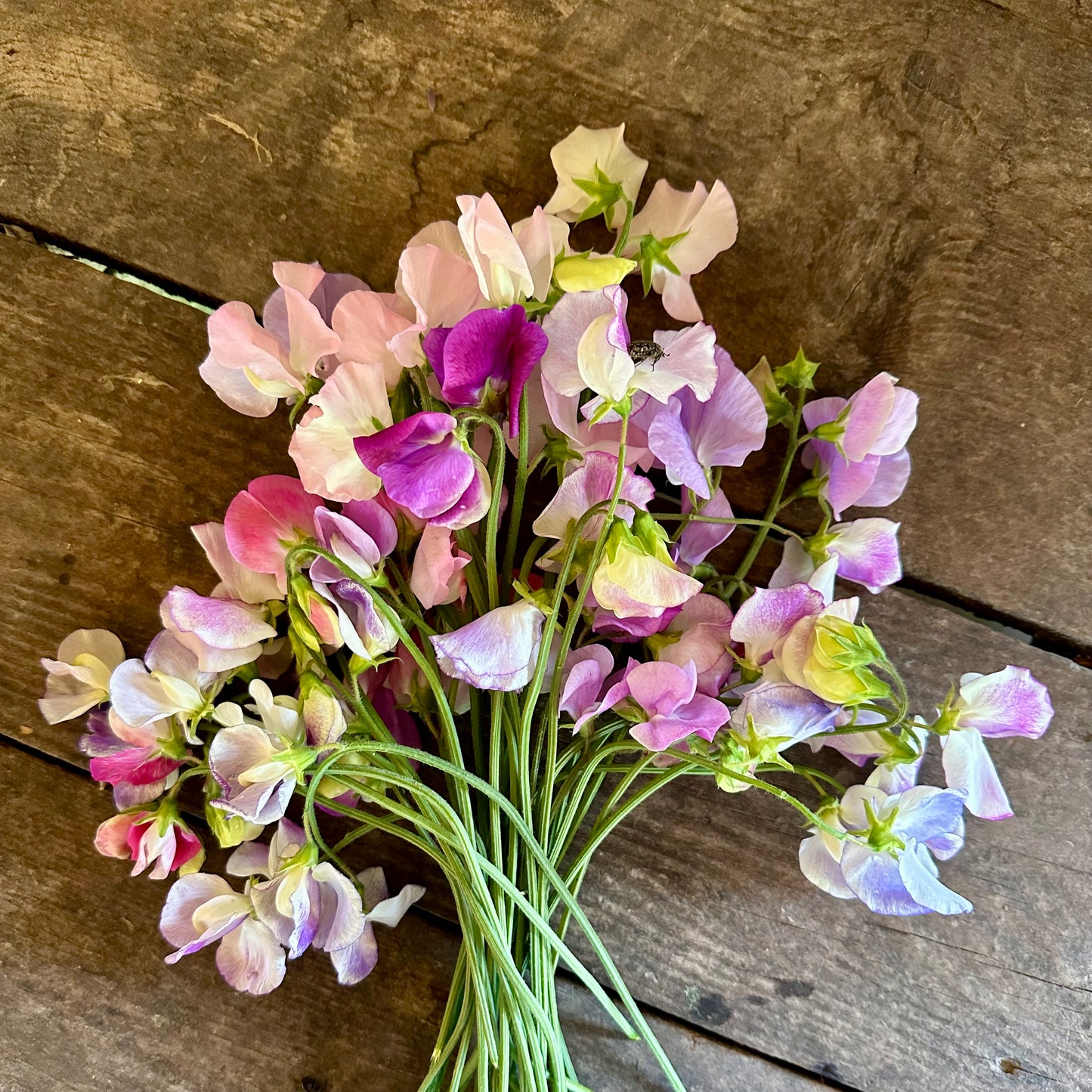 CORSO ONLINE  Piselli Odorosi: dalla semina al fiore