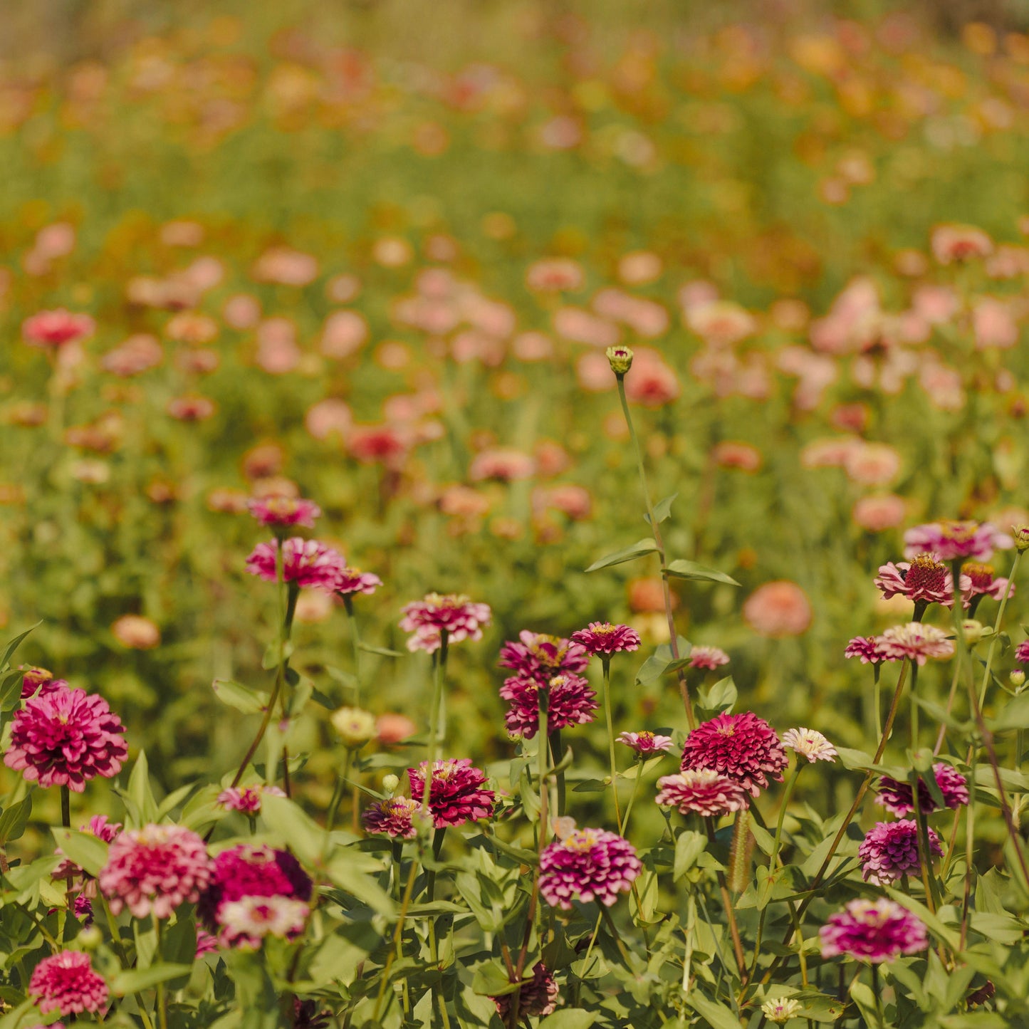 CORSO ONLINE  Zinnie e Cosmos : dalla semina al fiore