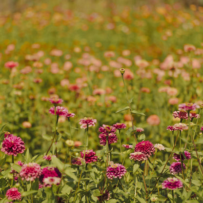 CORSO ONLINE  Zinnie e Cosmos : dalla semina al fiore