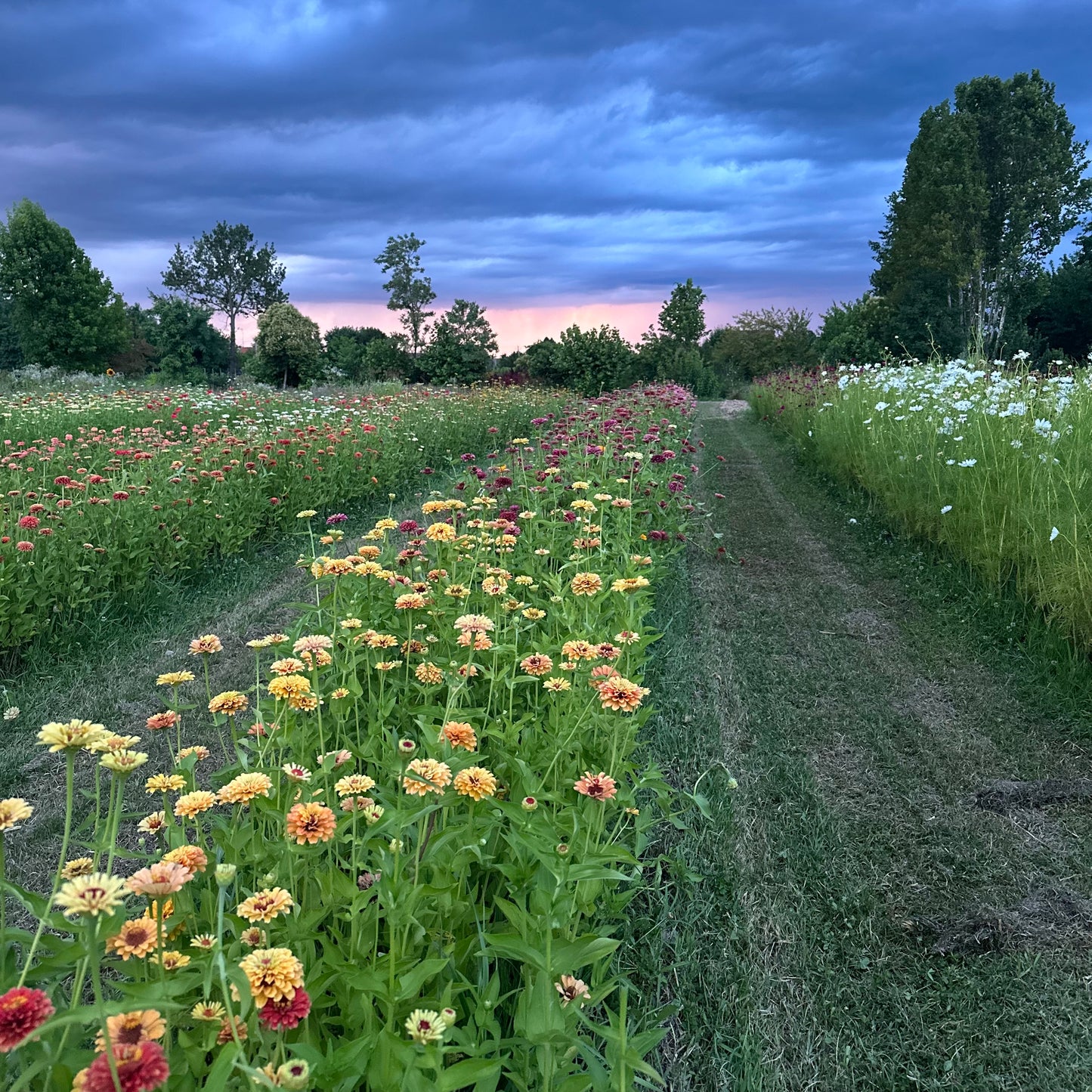 CORSO ONLINE  Zinnie e Cosmos : dalla semina al fiore