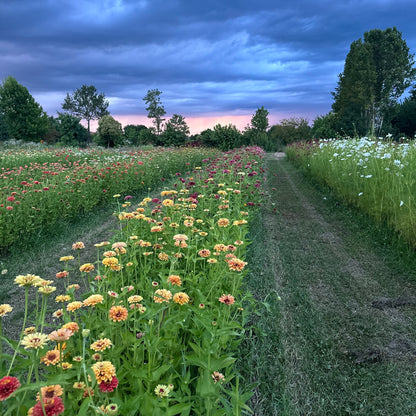 CORSO ONLINE  Zinnie e Cosmos : dalla semina al fiore